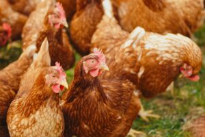 Warnings of a rise in UK chicken prices due to Brexit