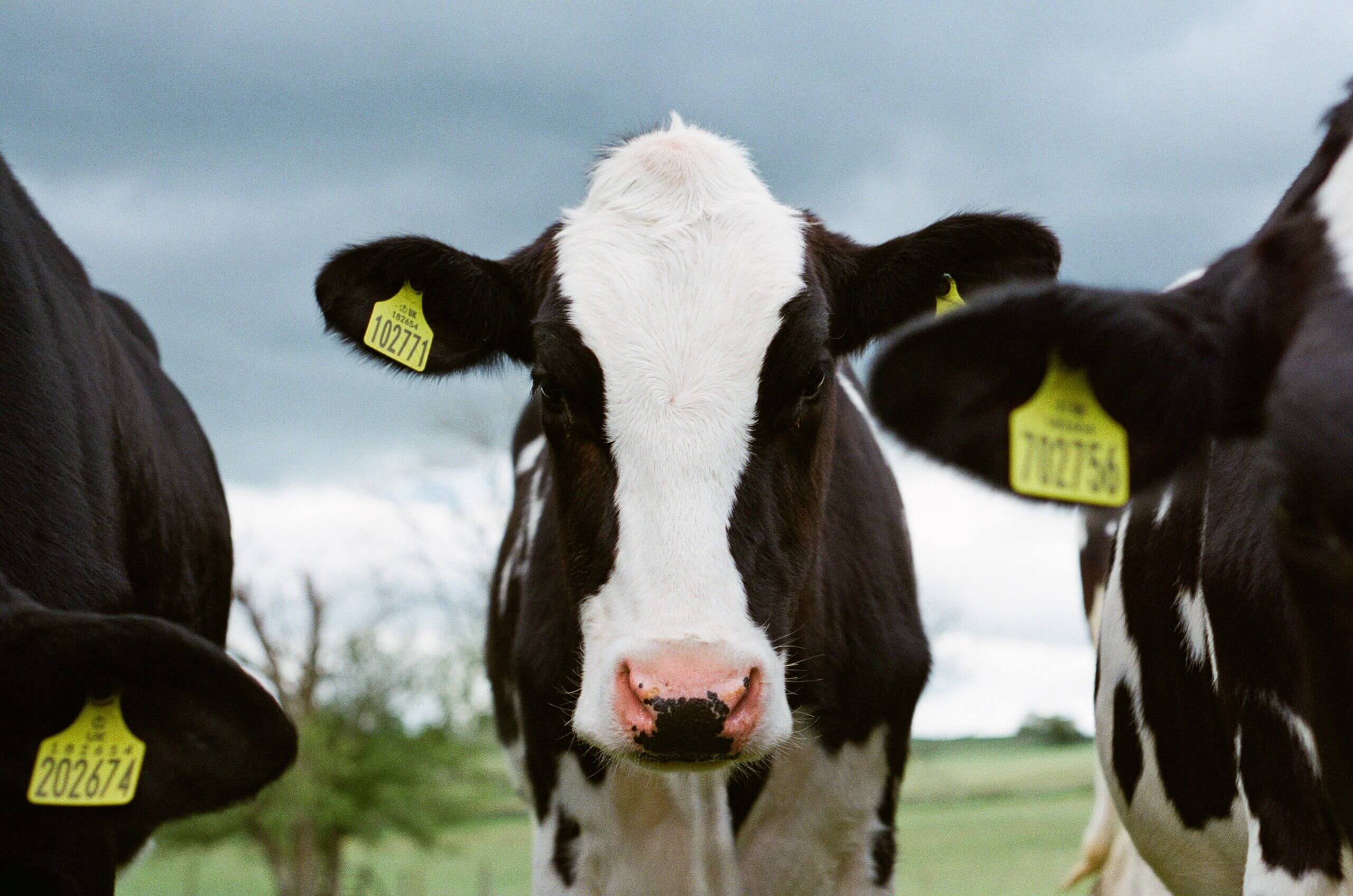 مزارعو الأبقار يضطرون لإتلاف كميات من الحليب بسبب نقص سائقي الشاحنات
