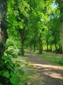 Sheffield is the most eco-friendly city