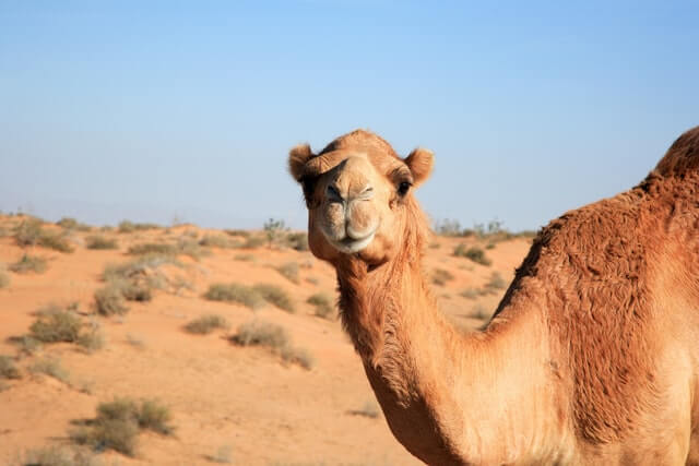 World's first camels' hotel