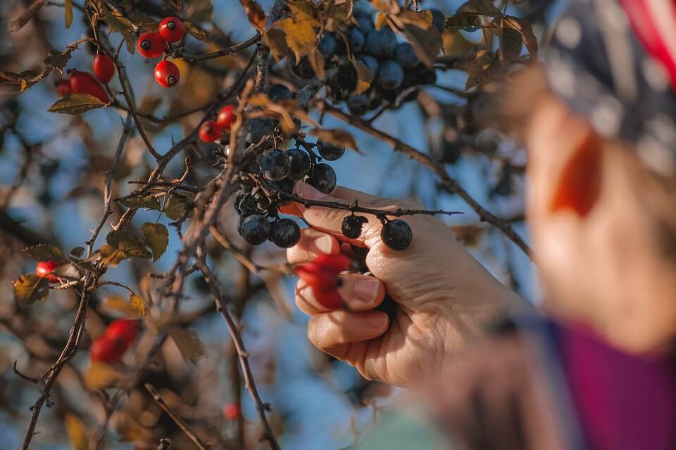أجهزة روبوت لقطف الثمار في بريطانيا بسبب نقص اليد العاملة