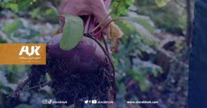 خضار شتوية يمكن أن تزرع بحديقة المنزل في بريطانيا