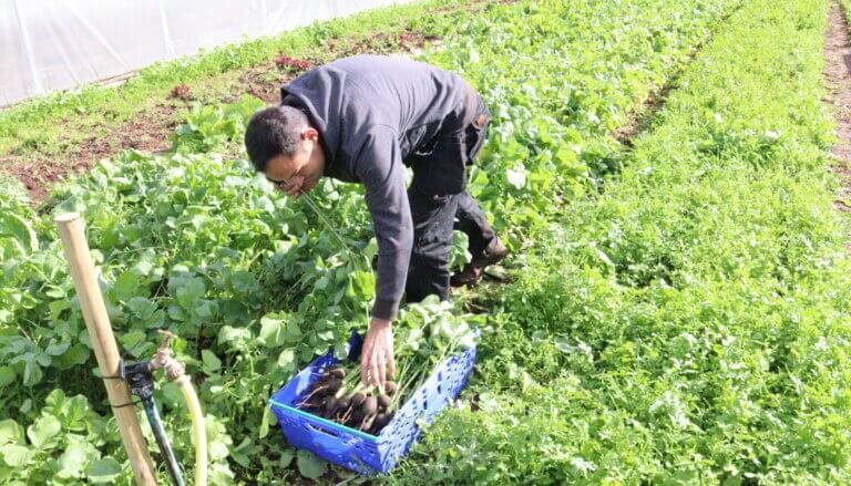 المزارع الاسكتلندية تخسر عمّالها المهرة بسبب قيود التأشيرات في بريطانيا