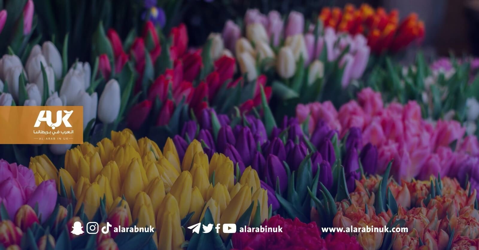 مزرعة توليب