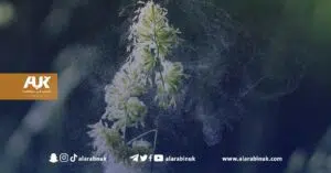 طقس بريطانيا : انتشار حبوب الطلع وعودة موسم حمى القش