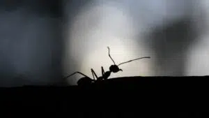 انتشار النمل في المنزل في الصيف