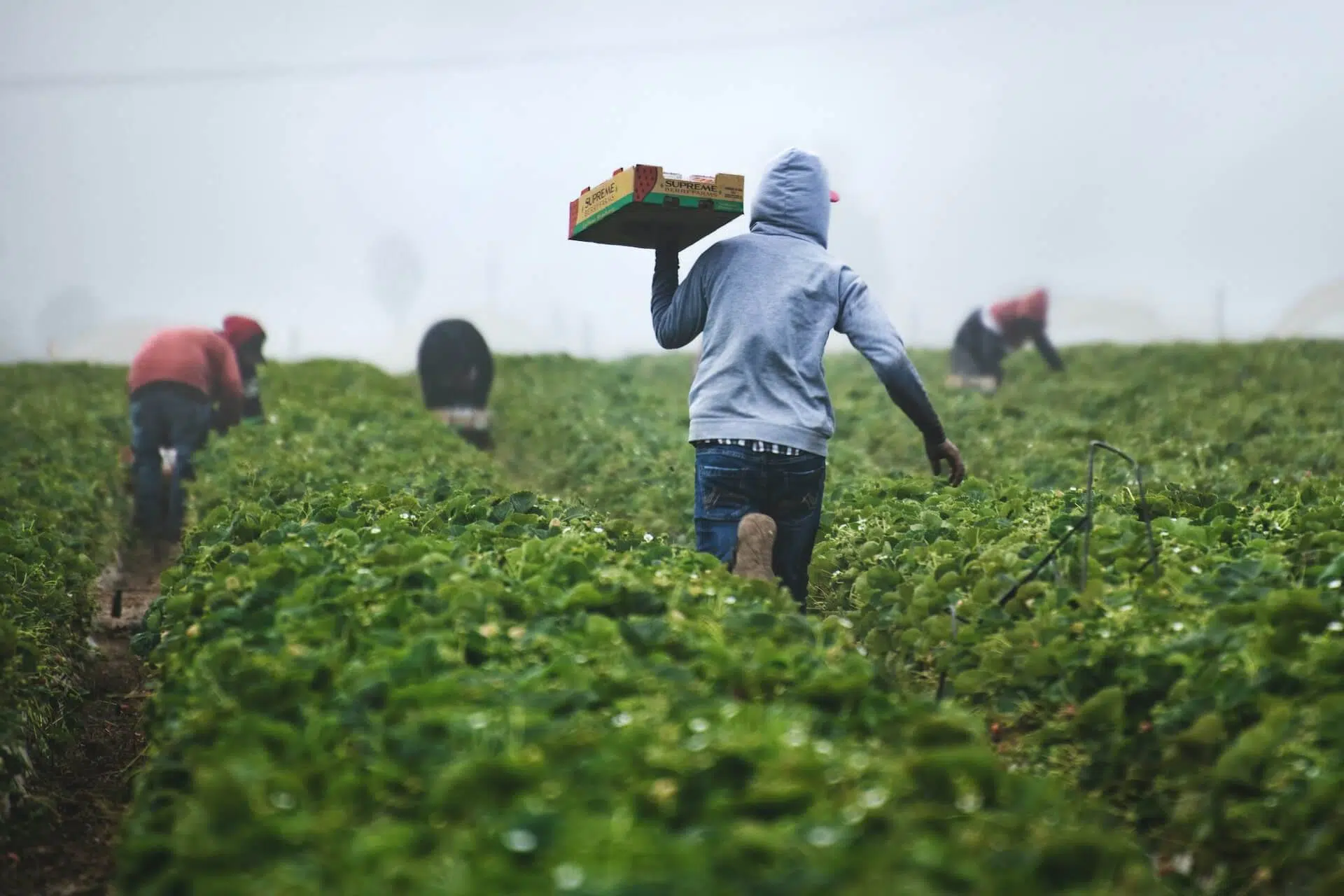 مهاجرون يعملون في جني المحاصيل (آنسبلاش)