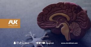دماغ المتحدثين باللغة العربية أكثر تعقيدًا من غيرهم