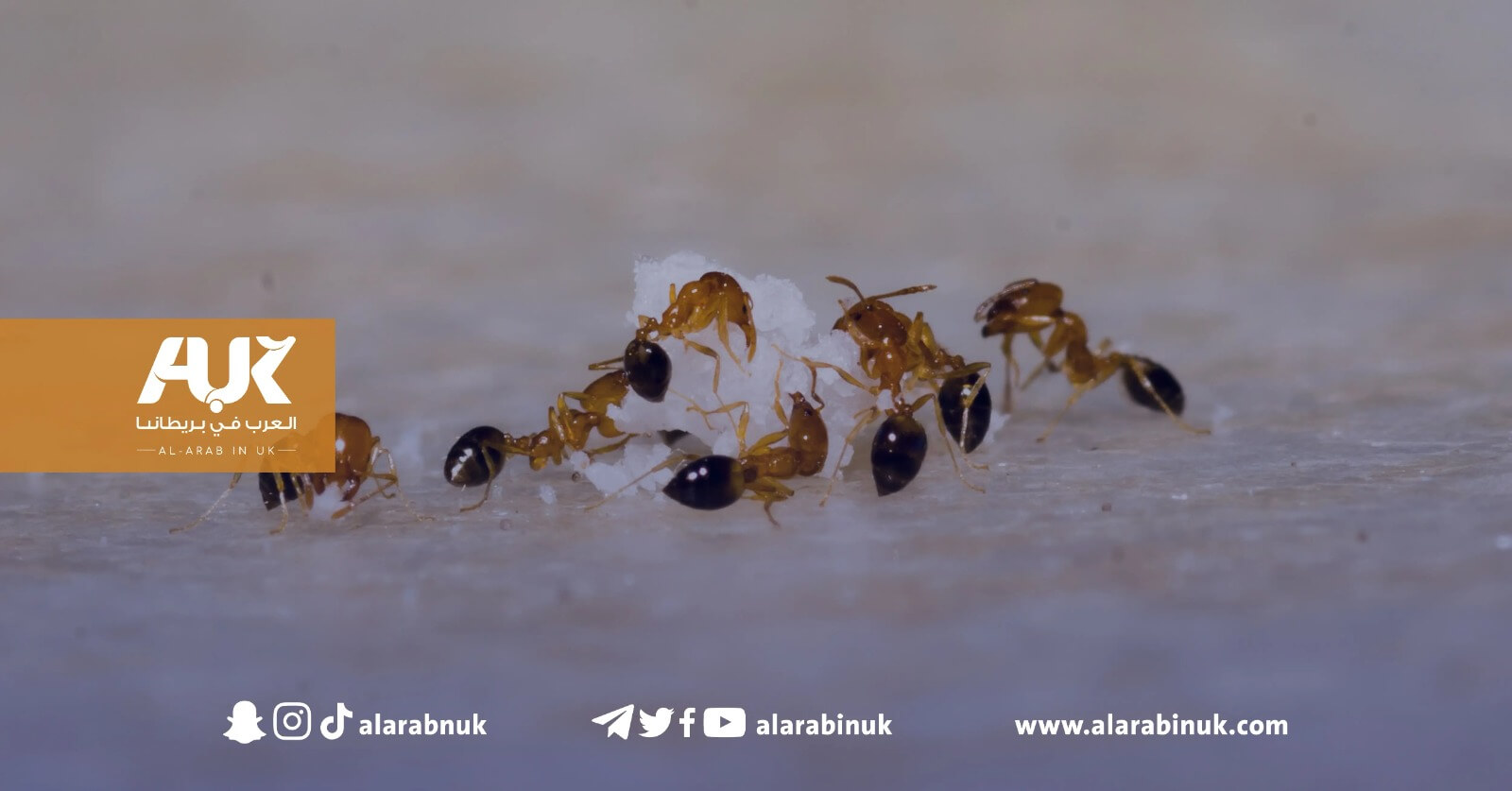 نصائح للتعامل مع انتشار النمل في المنزل وسط ارتفاع درجات الحرارة
