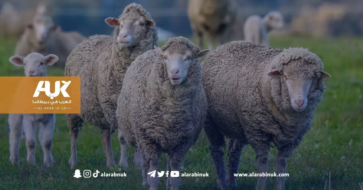 Where can you donate for Eid Al Adha Qurbani in the UK