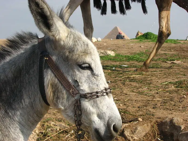 مؤسسة خيرية بريطانية تنقذ الحمير في مصر