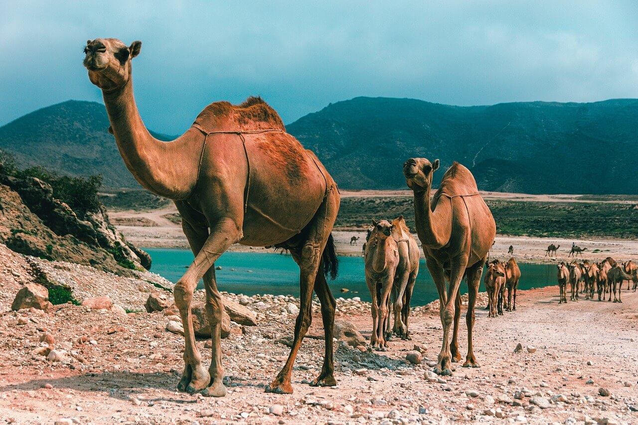 قوافل الجمال في سلطنة عمان