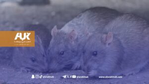 أزمة النفايات في ويلز: نظافة الشوارع في أدنى مستوياتها تاريخيًا