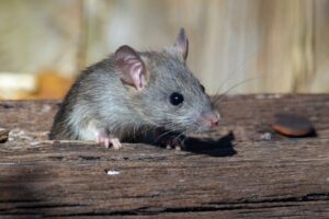 أفضل الطرق لمنع الفئران من التسلل إلى حديقة منزلك