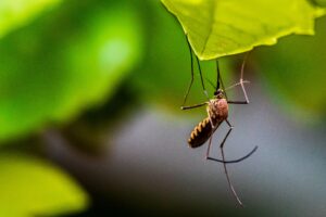 لقاح جديد ضد الملاريا يحقق نجاحًا باهرًا في التجارب السريرية