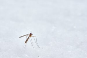علماء بريطانيون يسهمون في تطوير لقاح جديد ضد الملاريا