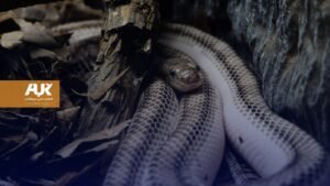 منازل بريطانيا تحتفظ بأكثر من 2700 حيوان بري خطير