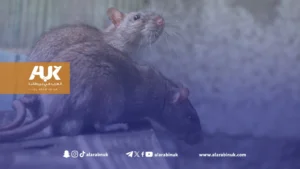 تحذير من حمى الجرذان التي أودت بحياة 85 شخصًا وأصابت الآلاف حول العالم