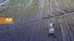 المواد الغذائية