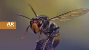 الدبابير الآسيوية