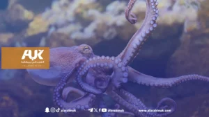 ارتفاع مذهل في أعداد الأخطبوط قبالة سواحل ديفون وكورنوال – ماذا يحدث؟