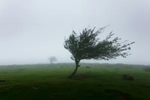 الأرصاد