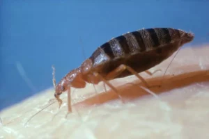 1_bed-bug-cimex-lectularius-on-human