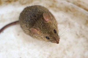 0_Mus-musculus-aka-house-mouse-Small-rodent-living-near-to-houses-and-people