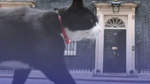 رحيل "بالمرستون".. قصة القط الدبلوماسي الذي خدم بريطانيا من لندن إلى برمودا