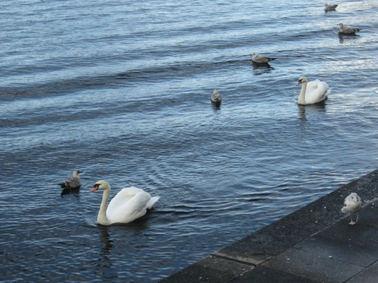 ذعر في لندن بعد العثور على عشرات البجعات النافقة بالقرب من "كناري وارف"