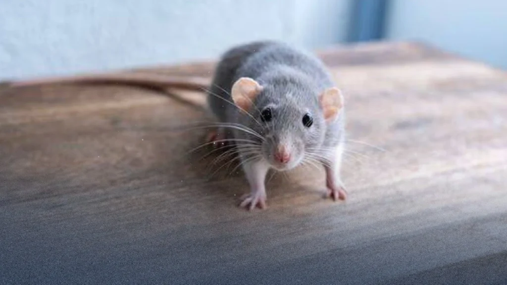 بـ 22 بنسًا فقط.. مكون مطبخي سحري يطرد الفئران من منزلك نهائيًا