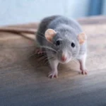 بـ 22 بنسًا فقط.. مكون مطبخي سحري يطرد الفئران من منزلك نهائيًا