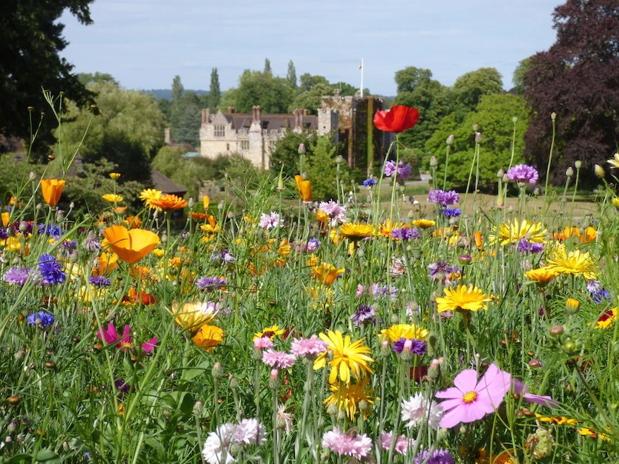 أين ومتى تشاهد زهور التوليب في لندن 2026؟ دليل القصور والحدائق