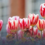 أين ومتى تشاهد زهور التوليب في لندن 2026؟ دليل القصور والحدائق