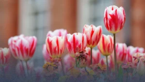 أين ومتى تشاهد زهور التوليب في لندن 2026؟ دليل القصور والحدائق