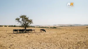 الجفاف يضغط على إمدادات الحليب في بريطانيا.. وإسكتلندا تتدخل